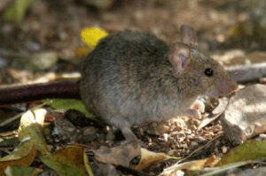 house_mouse